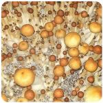 Псилоцибиновые (галлюциногенные)  грибы Psilocybin "Golden Teacher" в Боготоле
