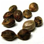 Семена марихуаны АК-47  (Seeds AK-47) в Боготоле